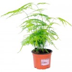 Растение Аспарагус сетацеус 35 см