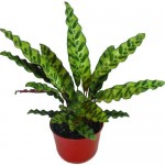 Растение Калатея Лансифолиа 35 см