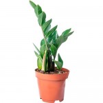 Растение Замиокулкас 50 см