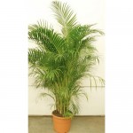 Растение Арека Хризалидокарпус 7 ЦВЕТОВ D40 H220