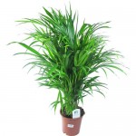 Растение Арека Хризалидокарпус 60 см
