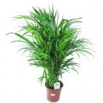 Растение Арека Хризалидокарпус 50 см