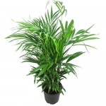 Пальмовое растение Арека Хризалидокарпус 100 см