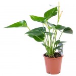 Растение Антуриум Андреанум 40 см