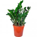 Растение Замиокулкас 10 ветвей 110 см