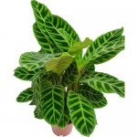 Растение Калатея Зебрина 70 см