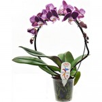 Растение Орхидея Каскад 40 см в ассортименте