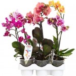 Купить Растение Фаленопсис 40 см 1 стебель в ассортименте