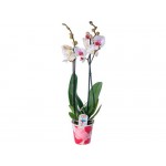 Купить Растение Орхидея 60 см в тубе в ассортименте