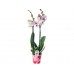 Купить Растение Орхидея 60 см в тубе в ассортименте
