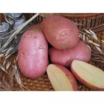 Картофель семенной СеДеК Ред Скарлетт 2 кг