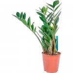 Растение Замиокулькас 45 см