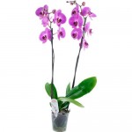 Растение Орхидея Фаленопсис 65 см в ассортименте