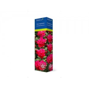 Купить Растение Роза парковая Александр Маккензи С1 Н37 в магазине ОБИ (OBI) в августе 2023