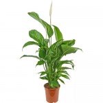 Растение Cпатифиллум Сенсейшн 140 см