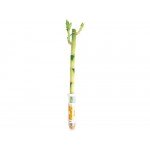 Растение Бамбук Лаки прямой 40 см