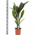 Растение Аспидистра Элатиор 85 см