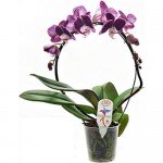 Купить Растение Орхидея Каскад 40 см в ассортименте